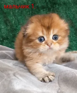 Готовы к переезду в новый дом