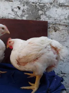 Продам кур бройлера(вес 2