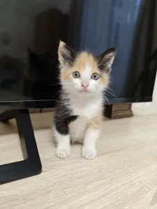 Кошечка и котик ищут любящих хозяев