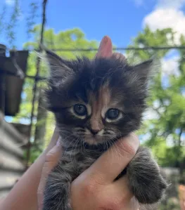 Кошечка и два котика ищут дом