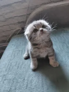 Продам кошечку